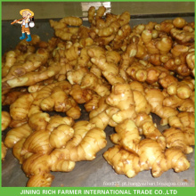 Alta qualidade chinês Fresh Ginger Preço 150G